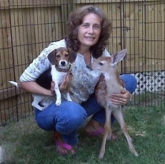 A lady is kneeling in a yard as she holds a baby deer and a small tricolor white, brown and black Queen Elizabeth Pocket Beagle.